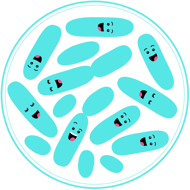 Probiotic Bacteria - Lactobacillus Probiotic Bacteria - Lactobacillus